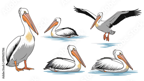 Group of pelican illustrations showing the large birds in various natural poses such as standing, swimming, and flying with spread wings.