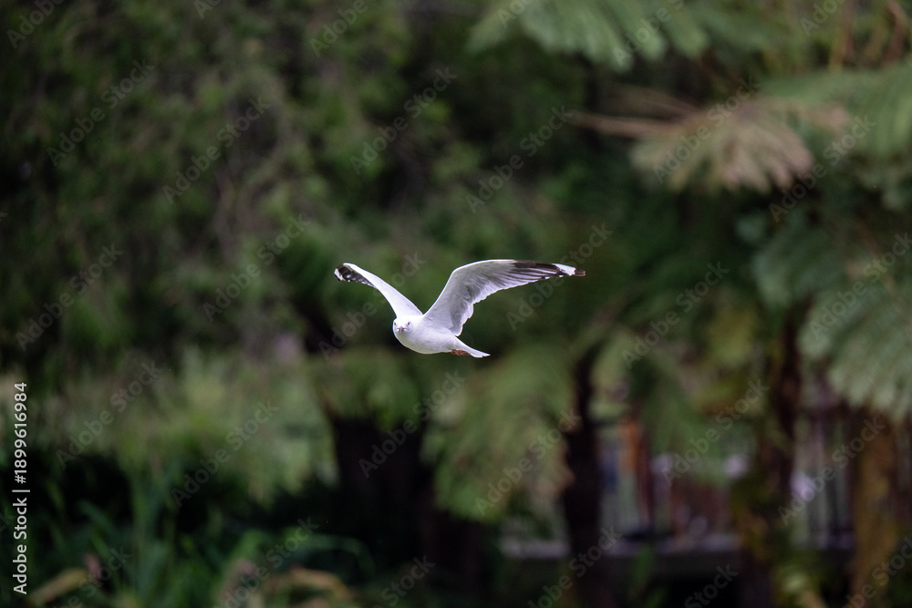 Fototapeta premium Seagull flying against green forest background