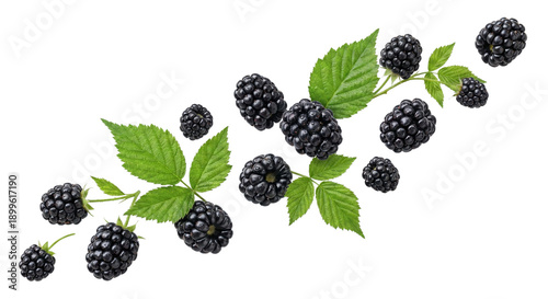 Fresh Blackberries and Green Leaves on White Background