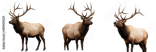 Obraz na płótnie THE SERIES OF AMERICAN ELK ISOLATED ON WHITE BACKGROUND HD FILE PNG '''