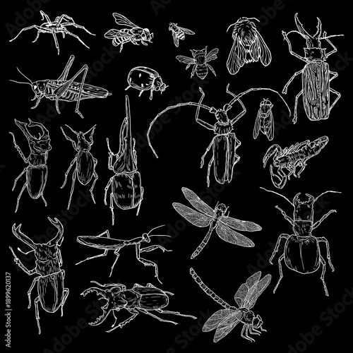 Tree beetle, rhinoceros beetle and bumblebee, flies and bees, set of white silhouettes. Vector illustration. A simple drawing of insects, dragonflies and spiders, isolated on a black background.