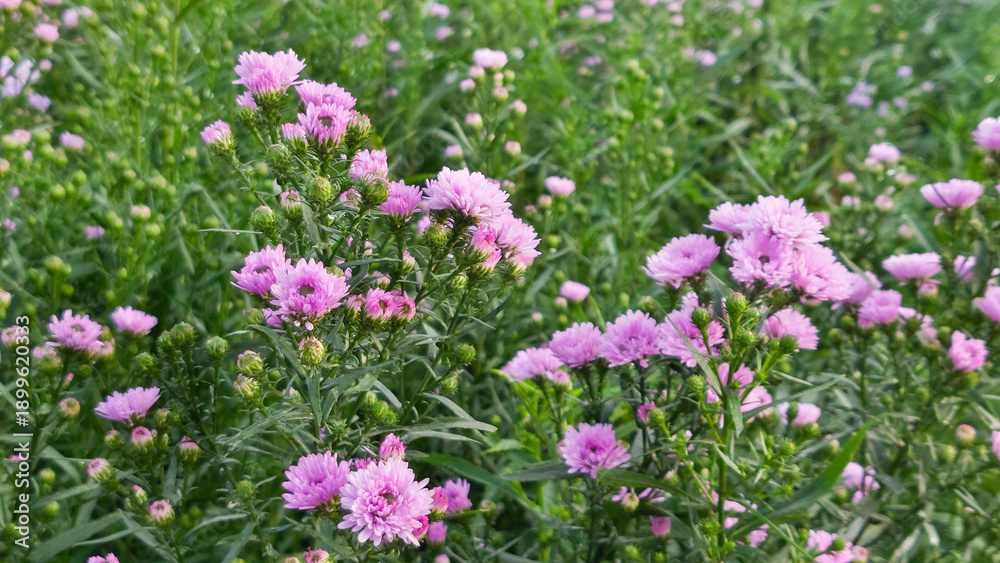 Obraz premium Close up Pink Chrysanthemum Flowers in a Highland Garden with Mountain Background