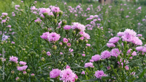 Close up Pink Chrysanthemum Flowers in a Highland Garden with Mountain Background