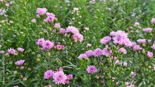 Close up Pink Chrysanthemum Flowers in a Highland Garden with Mountain Background