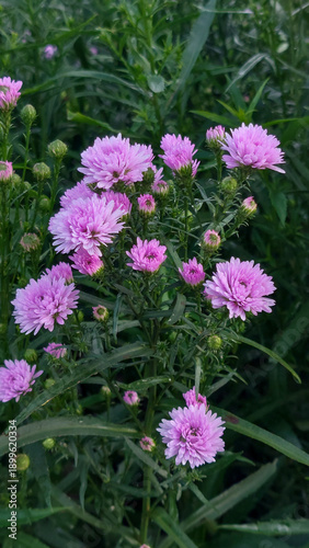 Close up Pink Chrysanthemum Flowers in a Highland Garden with Mountain Background