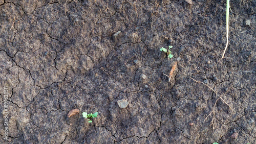 Dry Brown Soil Texture with Cracked Ground Background