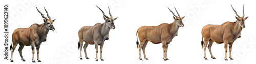 THE SERIES OF ELAND ISOLATED ON WHITE BACKGROUND STOCK IMAGE PNG --