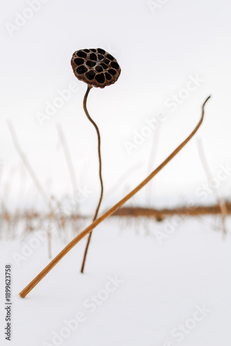Minimalist calligraphy of nature: Organic lines of lotus stems on white