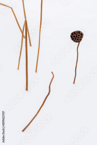 Minimalist calligraphy of nature: Organic lines of lotus stems on white