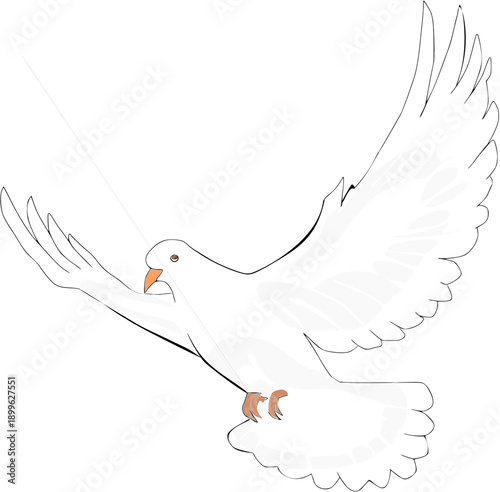 White Pigeons