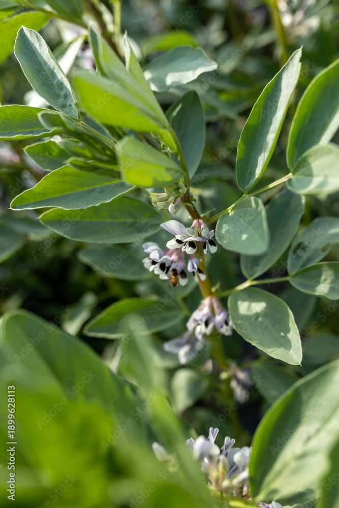 Obraz premium Fava bean flowering macro detail, dark green leaves, white purple flowers, bee pollinator, bokeh, cultivation close-up