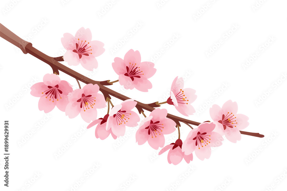 Fototapeta premium Delicate Cherry Blossom Branch in Full Bloom