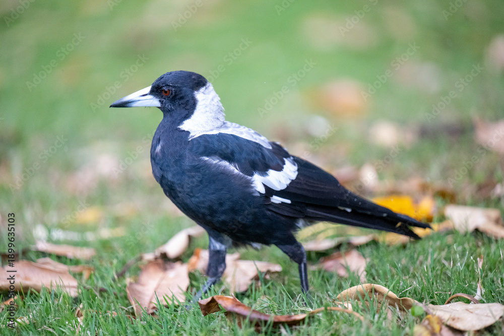 Obraz premium Australian magpie full body walking on grass wildlife