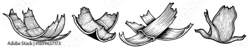 Set of four curled wood shavings or bark pieces in detailed vintage engraving style