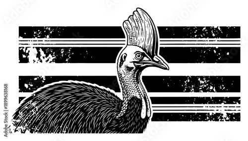Exotic cassowary bird portrait in vintage engraving style with grunge background