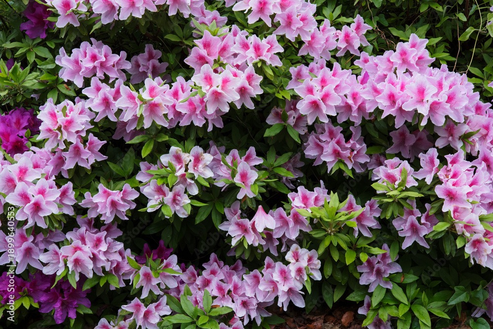 Fototapeta premium 満開のツツジの花
