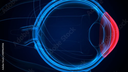 Eye parts anatomy with colorful background. 3d render