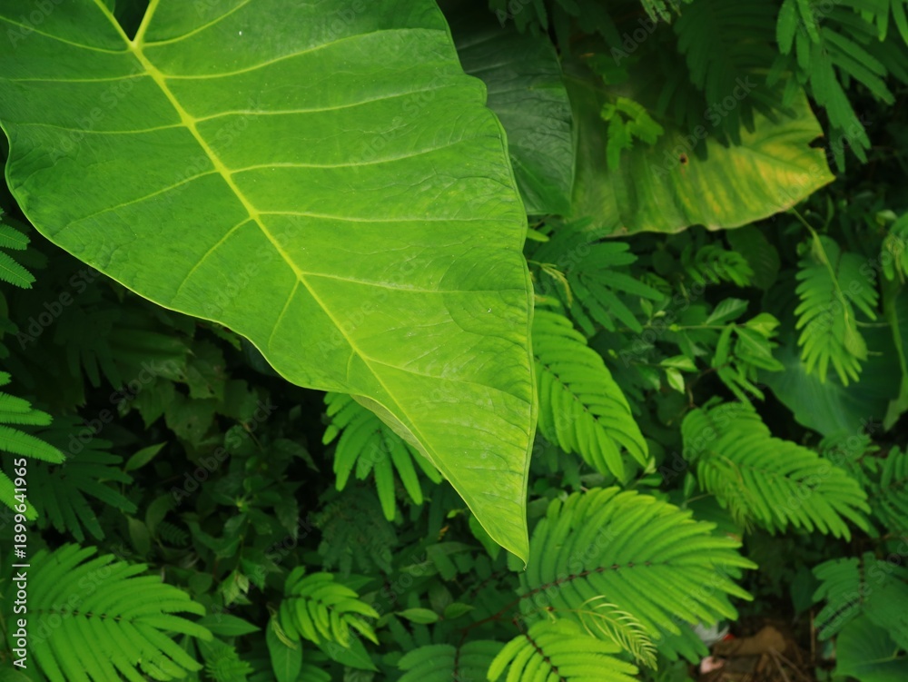 Fototapeta premium Close-up view of a large green leaf surrounded by lush green leaves and ferns against a dense green leaves background with natural lighting.