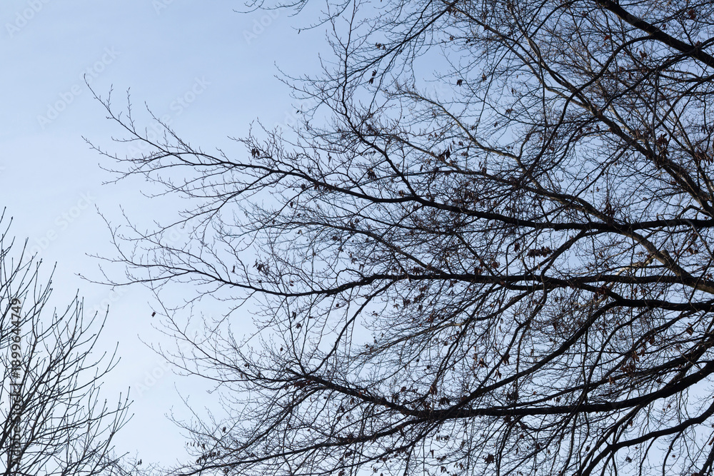 Fototapeta premium Kahler Baum mit Ästen im Winter, Deutschland