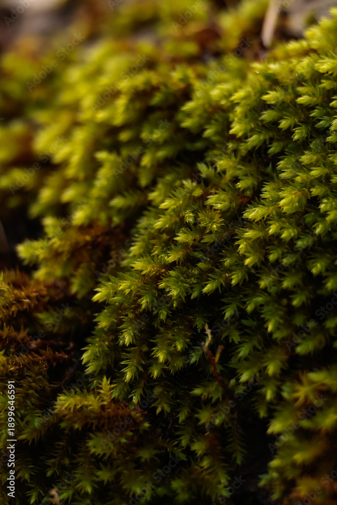 Fototapeta premium moss on a tree