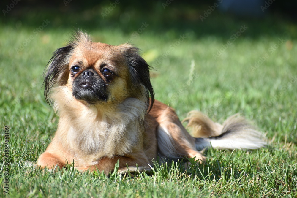 Photography Poster A Pekingese dog lies on the lawn in all the