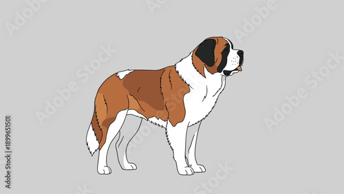 Saint Bernard dog stands tall and proud in a side profile view against a neutral gray background in this detailed illustration.