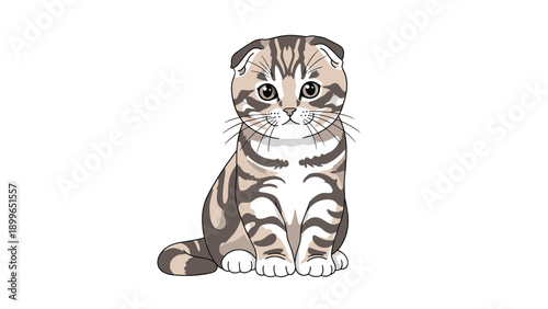 Cute Scottish Fold kitten with gray and tan stripes sits patiently on a white background looking directly at the viewer with big eyes.