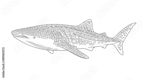 Detailed line art illustration of a whale shark shows its unique spots and patterns in a side view for coloring or educational use.