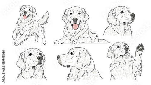 Set of artistic golden retriever dog sketches showing multiple head profiles and full body actions like running and waving a paw.