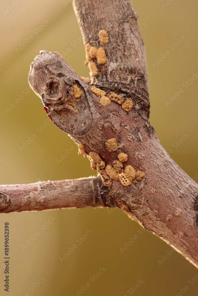 Fototapeta premium tree parasite bug