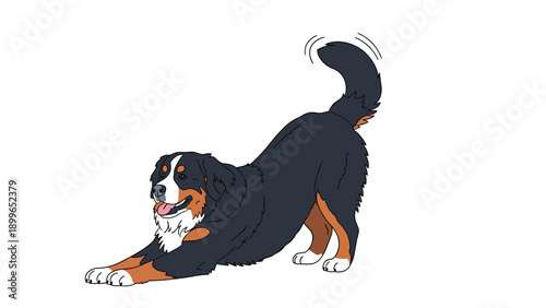 Large bernese mountain dog with its characteristic tricolor coat performs a playful stretching bow while wagging its tail in a friendly gesture.