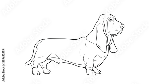Long and low basset hound dog rendered in a clean black line art style showing the breed's signature long ears and drooping facial features.