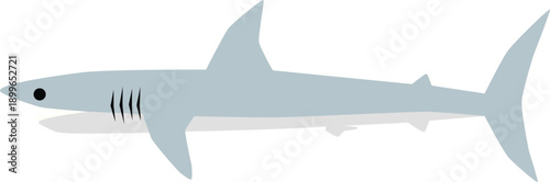 Gray cartoon shark side view open mouth sharp teeth fin tail aggressive predator animal isolated on white perfect for wildlife ocean sea danger illustration vector clipart mascot designs.