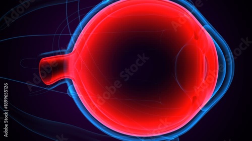 Eye parts anatomy with colorful background. 3d render