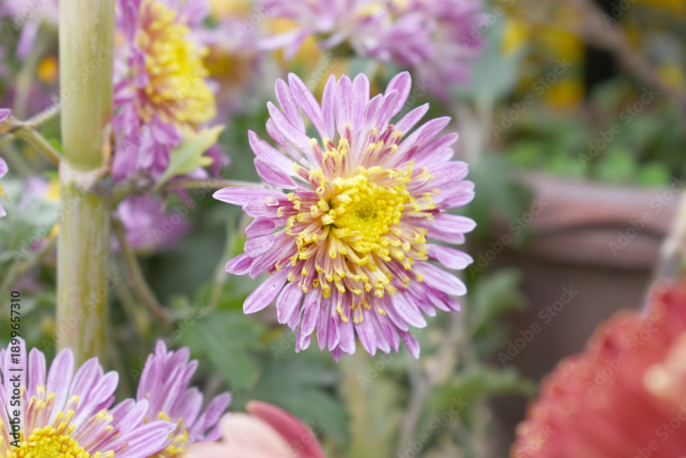 Fototapeta premium Beautiful Pink chrysanthemum flowers closeup in the winter garden, Closeup of Chrysanthemum flower, Field of the Pink Chrysanthemum, Beautiful Pink flower blooming in nature.