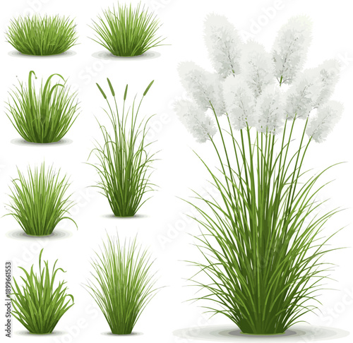 Create a kinds of deferent realistic green grass isolated on white Lush ornamental grass with soft white plumes perfect for landscape and garden design concepts. vector art with background..