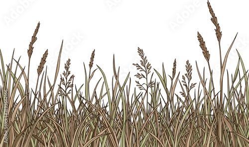 Create a realistic grass isolated on white Natural dry wild grass border showcasing organic texture and minimalist countryside nature. vector art with background..