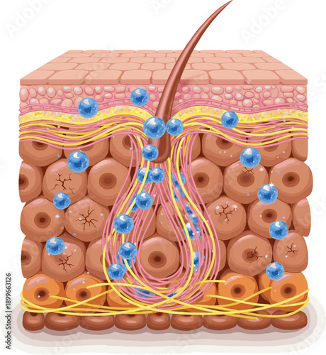 Create a realistic Hyaluronic acid penetrate into deep layers of the skin for repair. 3D rendering. vector art with white background..