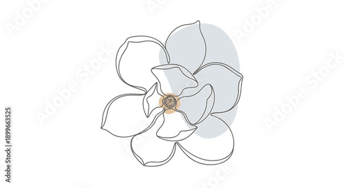 Vector magnolia flower outline with gold center, for logo or icon, isolated on transparent background, png