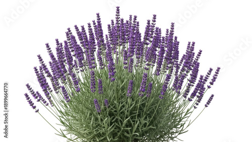 Photos Isolated Lavender plant, flower stems with blossoms, fragrant summer blooming ga