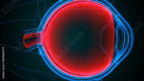 Eye parts anatomy with colorful background. 3d render