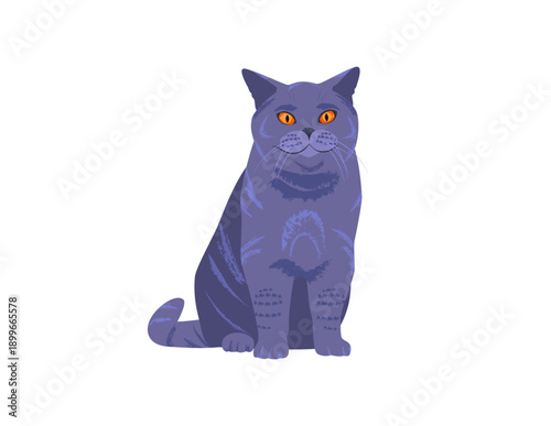 British Shorthair Cat. Front View