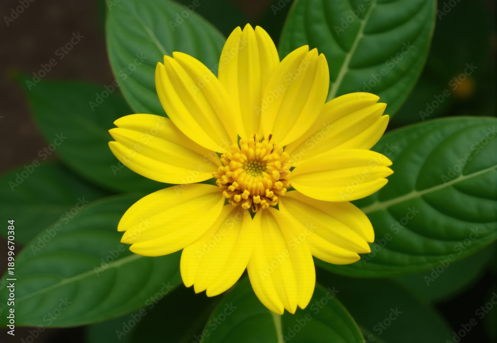 Obraz premium Yellow Flower with Dark Green Foliage