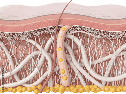 Isolated a realistic Abstract Skin Layer Background with Collagen Fibers for Cosmetic Product, 3D Illustration vector art with white background..