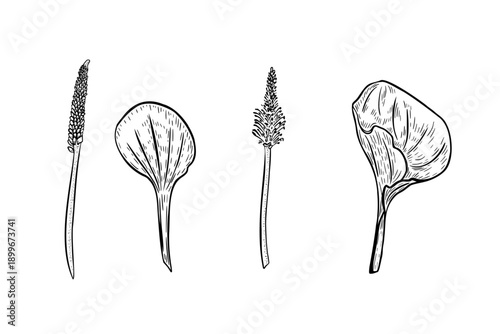 Plantain plant outline vector hand drawn. Set of plantain leaf and flower black white sketch style. Botanical illustration plantago for herbal medicine, health care. Broadleaf herbal plant line art.