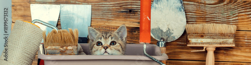 Fotografija Cute little kitten sitting in washbowl with tools for renovation