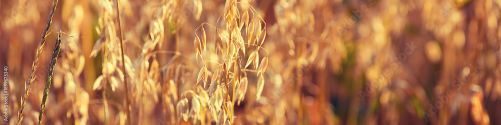 Fototapeta premium Oats field at sunset light.
