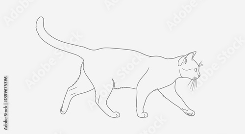 a-cat-walking-quietly-line-art