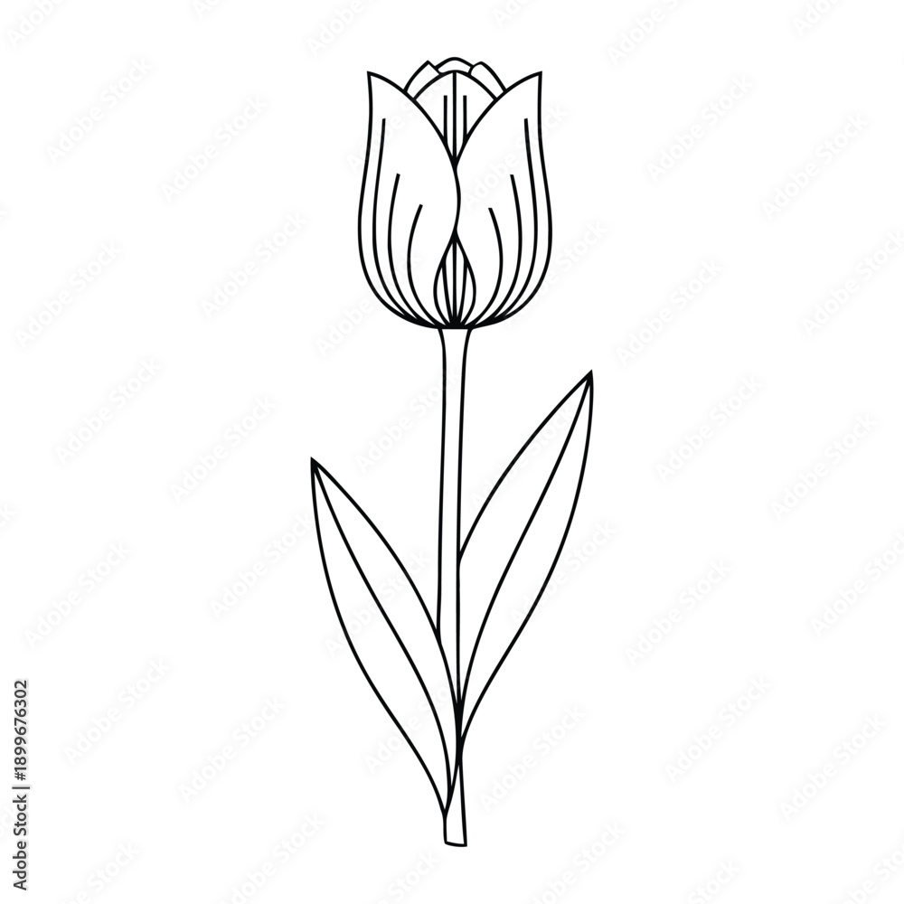 Obraz premium Detailed tulip flower line art vector illustration, isolated on transparent and white backgrounds