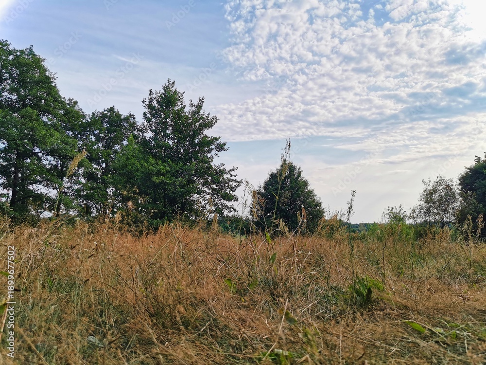 Obraz premium Paisaje de la marisma. Beautiful trees and sky clouds at top of mountains with amazing view, travel adventure concept. Altocumulus clouds. Glade in a mixed forest in autumn. Itxina massif.